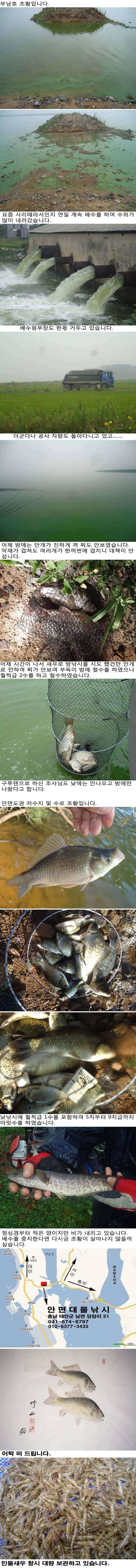 813 안면도권 저수지 및 수로 부남호 조황 (조황조행기 - 특파원조황)