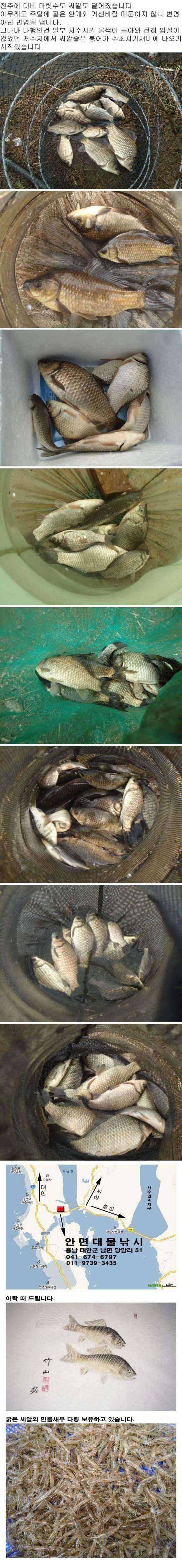 안면도권 저수지 및 수로 주말 조황 안내 (조황조행기 - 특파원조황)