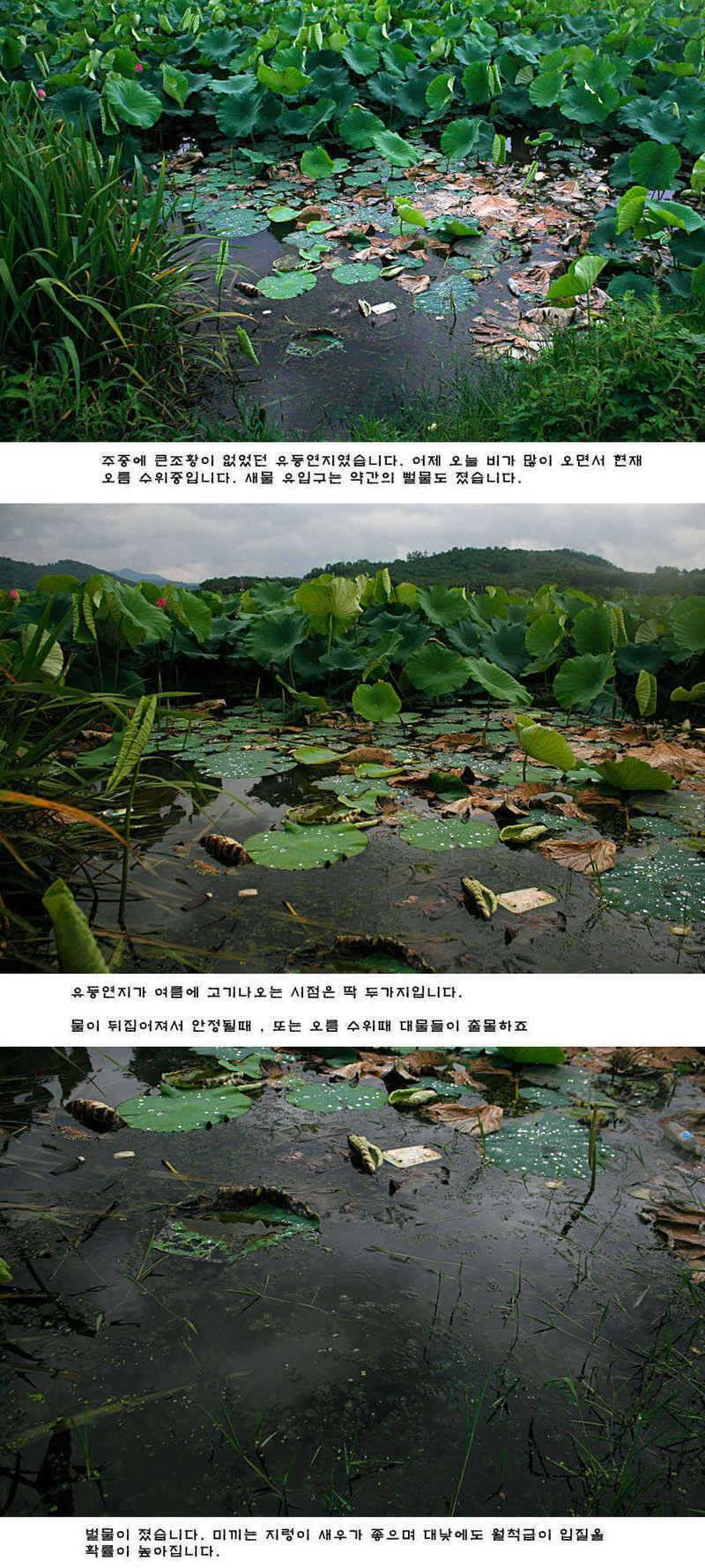 청도권 비소식과 오름수위 (조황조행기 - 특파원조황)