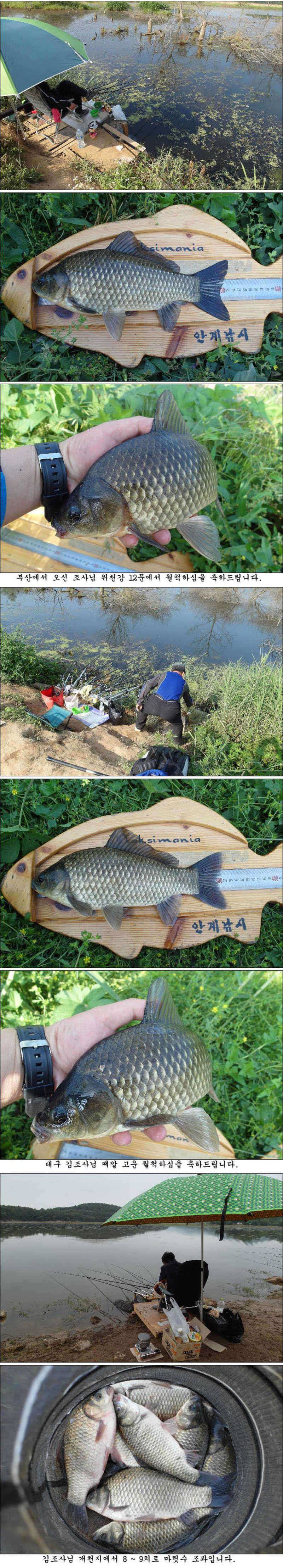 허리급에 월척들 (조황조행기 - 특파원조황)