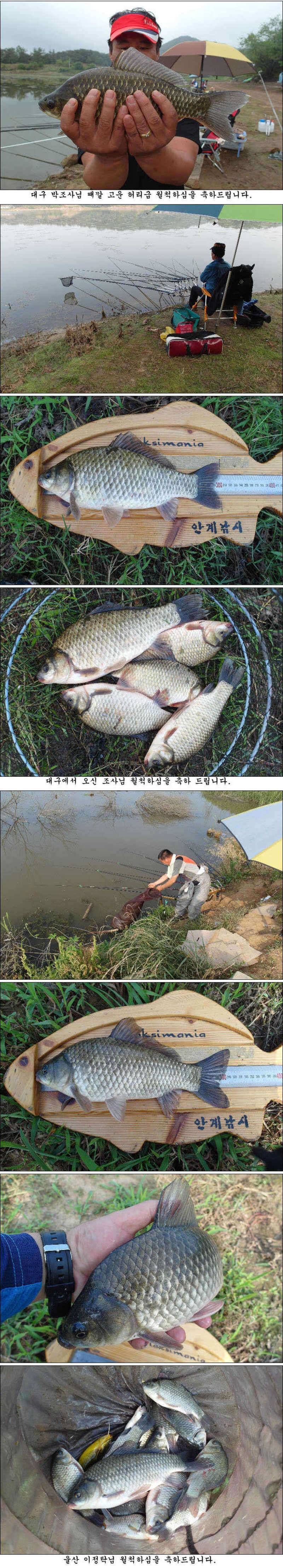 허리급에 월척들 (조황조행기 - 특파원조황)