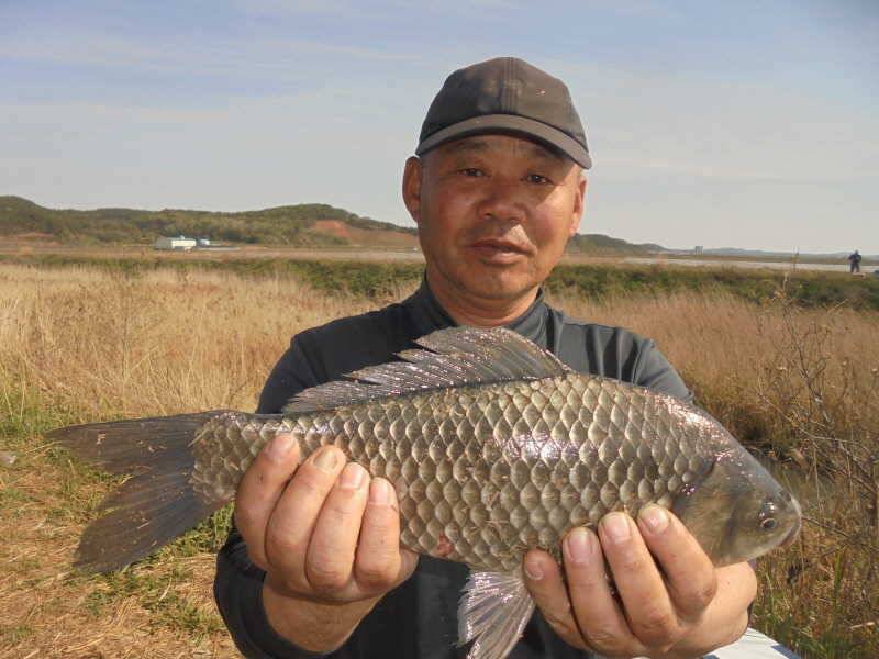 426 안면도권 저수지 마릿수 조황 및 부남호 41cm 대물붕어 조황 (조황조행기 - 특파원조황)