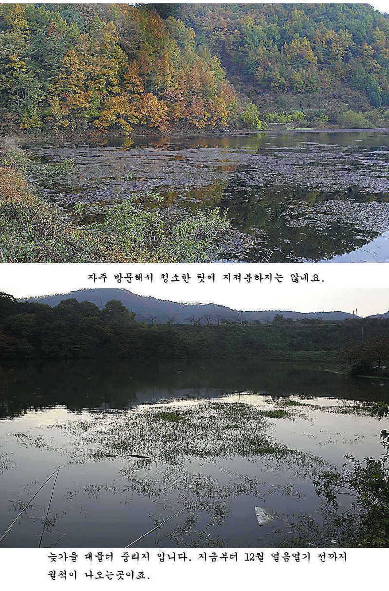 청도권 조황정보 (조황조행기 - 특파원조황)
