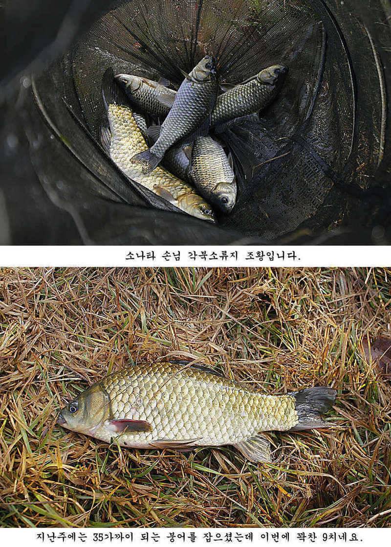청도권 조황정보 (조황조행기 - 특파원조황)