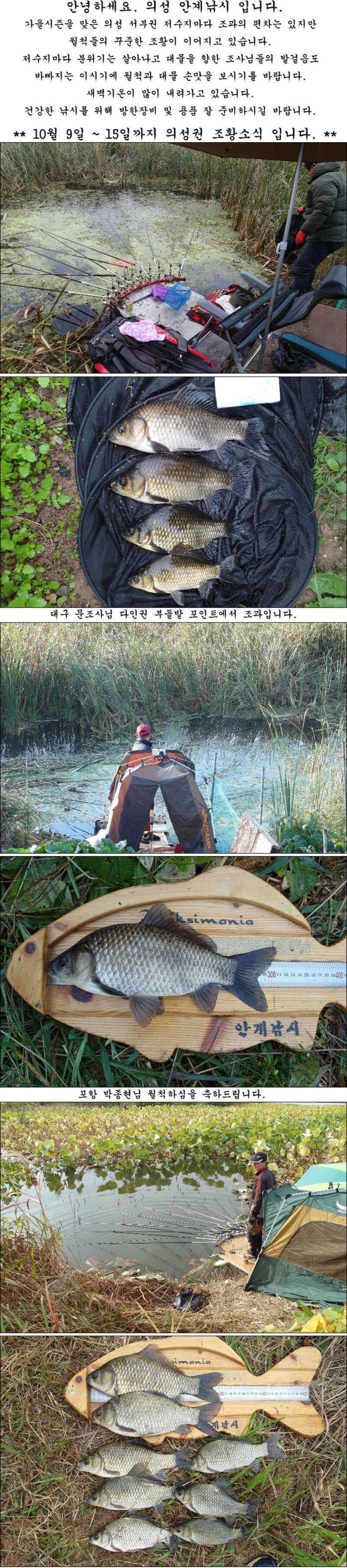허리급에 마릿수 월척들 (조황조행기 - 특파원조황)