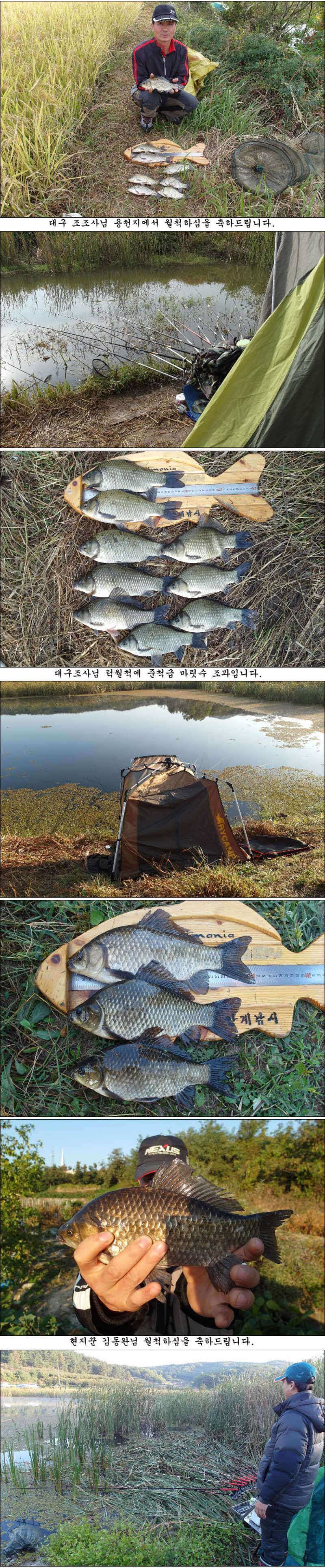 허리급에 마릿수 월척들 (조황조행기 - 특파원조황)