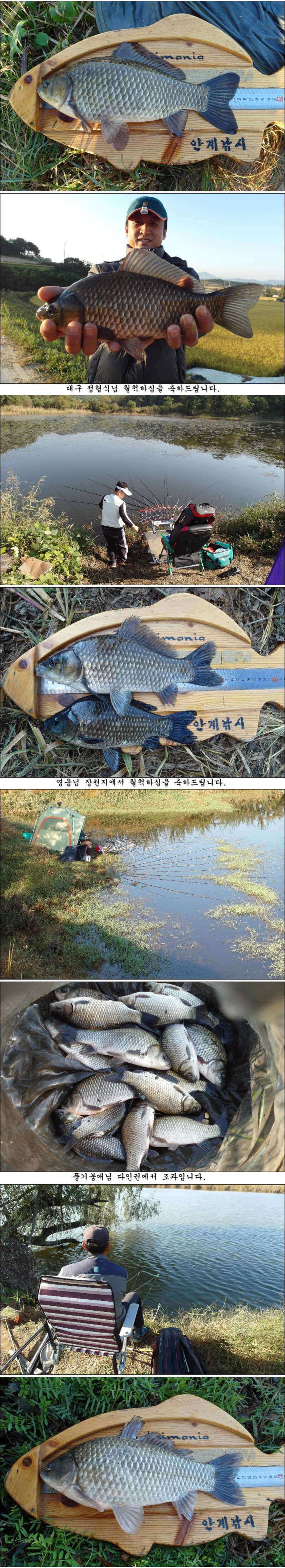 허리급에 마릿수 월척들 (조황조행기 - 특파원조황)