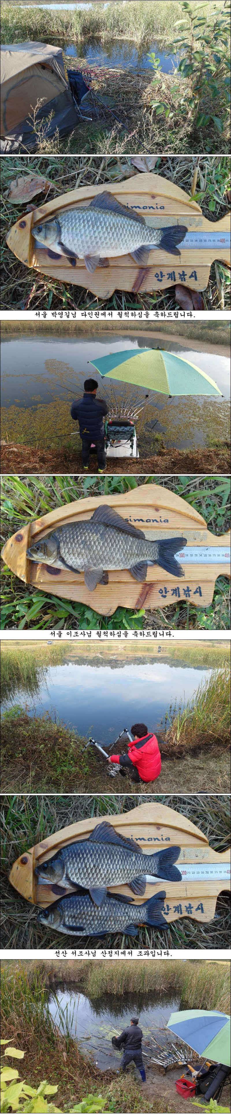 허리급에 마릿수 월척들 (조황조행기 - 특파원조황)