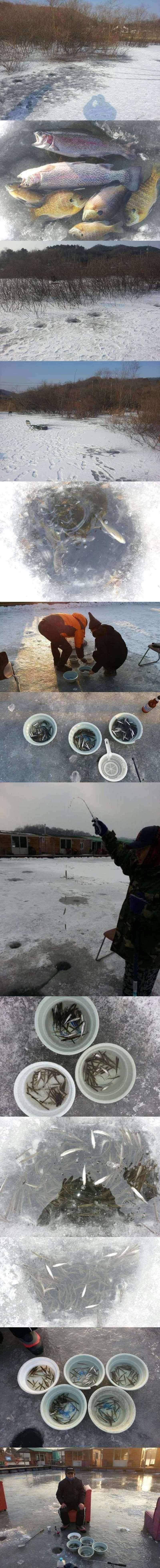 고삼지 블루길과 빙어소식 (조황조행기 - 특파원조황)