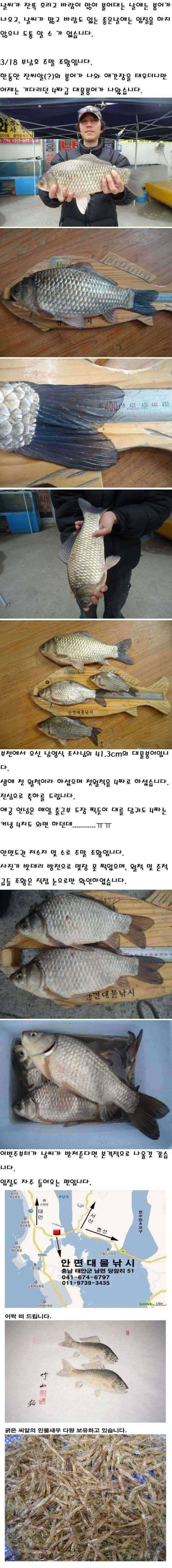 318 부남호 413cm 대물붕어 (조황조행기 - 특파원조황)