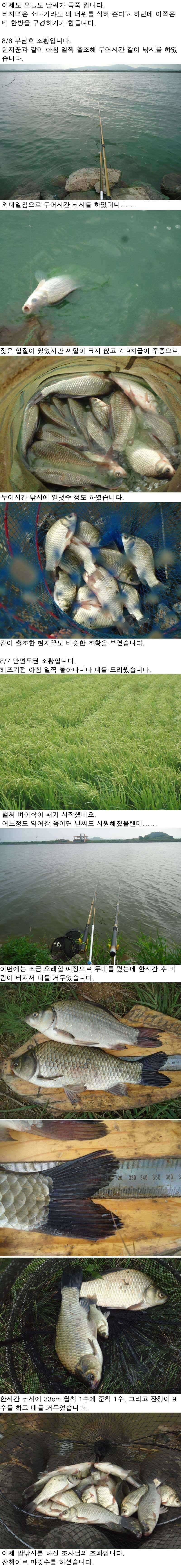 87 안면도권 저수지 및 부남호 가을의 전령사 조황 (조황조행기 - 특파원조황)