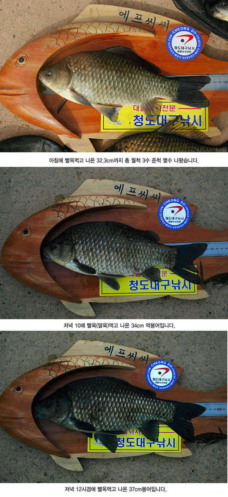 청도권 주말 및 오늘 조황정보 (조황조행기 - 특파원조황)