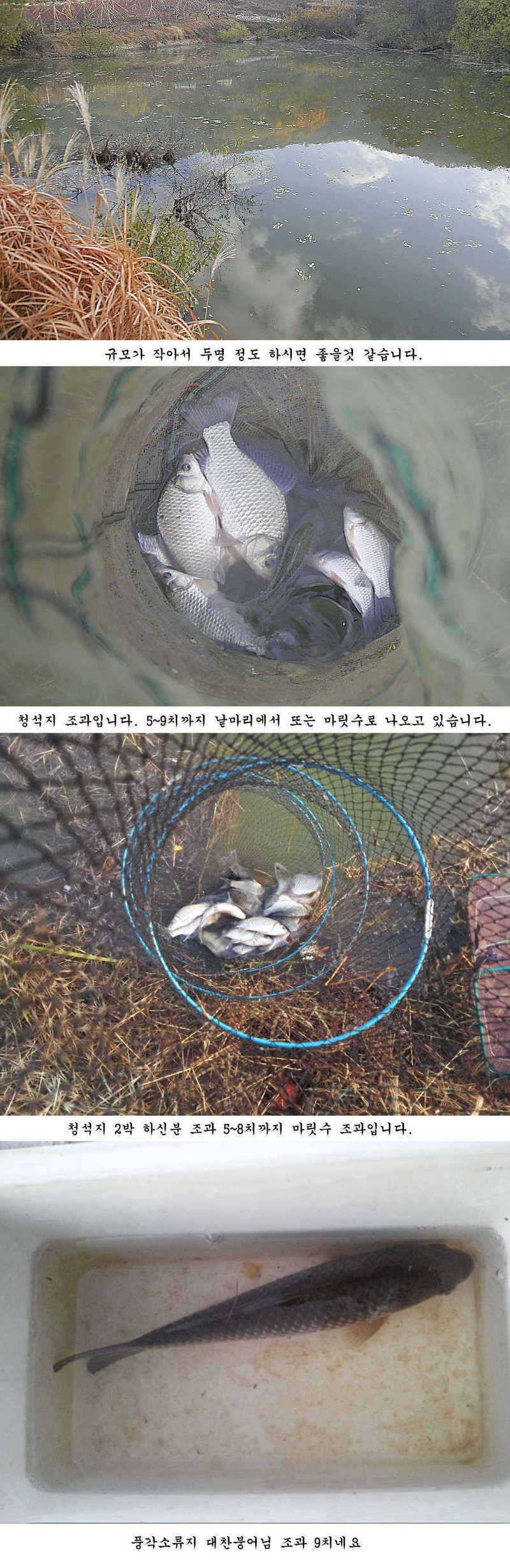 청도권 늦가을 조황정보 (조황조행기 - 특파원조황)