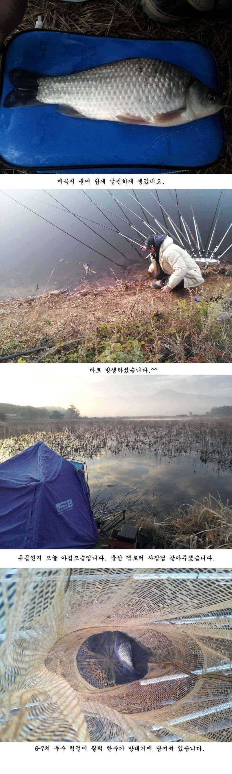 청도권 늦가을 조황정보 (조황조행기 - 특파원조황)