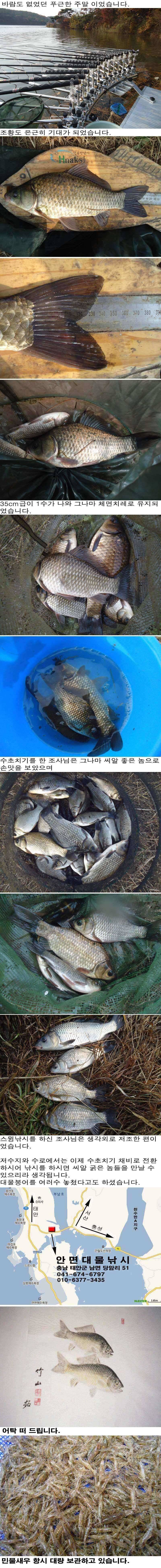 1124 안면도권 저수지 및 수로 초겨울 붕어사냥 조황 (조황조행기 - 특파원조황)