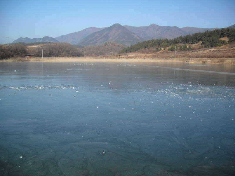빙어와붕어 (조황조행기 - 특파원조황)