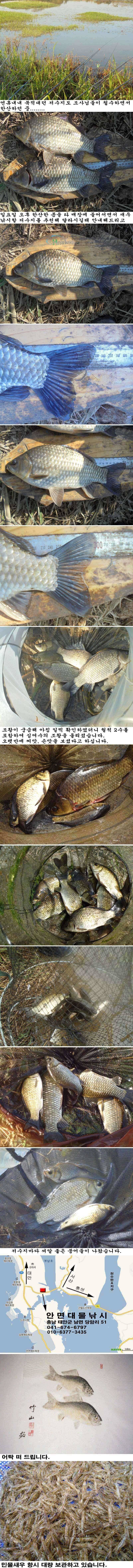 106 안면도권 저수지 및 수로 새우낚시 조황 (조황조행기 - 특파원조황)