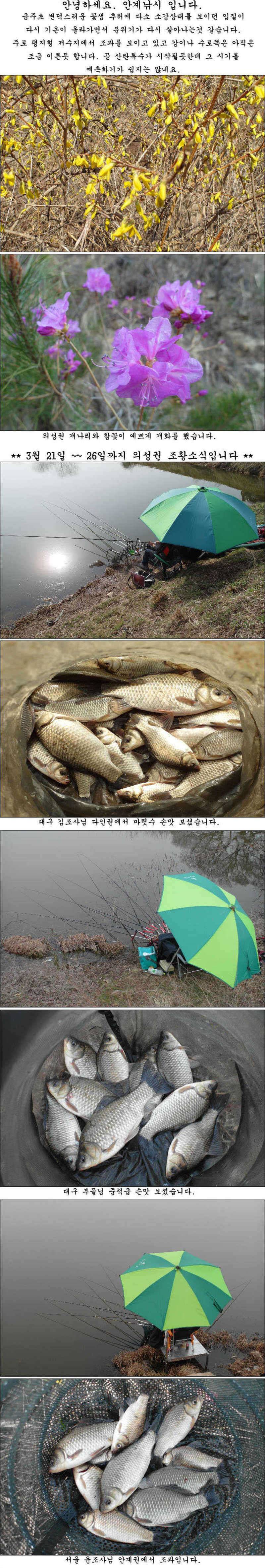 마릿수 월척에 허리급 조황 (조황조행기 - 특파원조황)