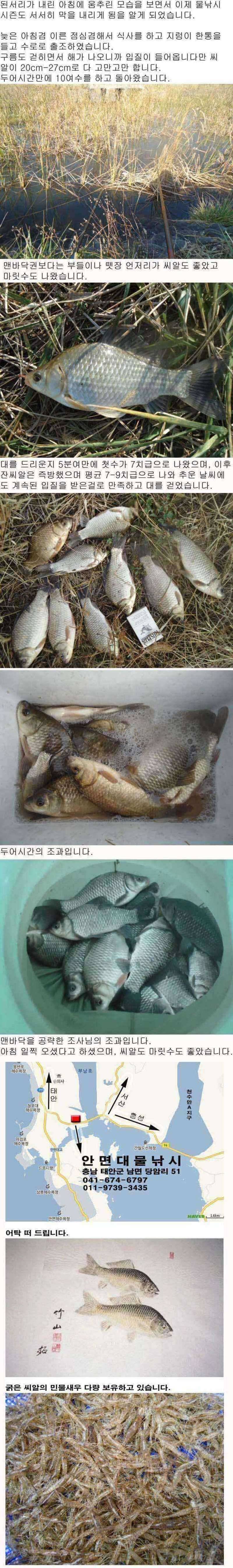 안면도권 수로 짬낚시 조황 (조황조행기 - 특파원조황)