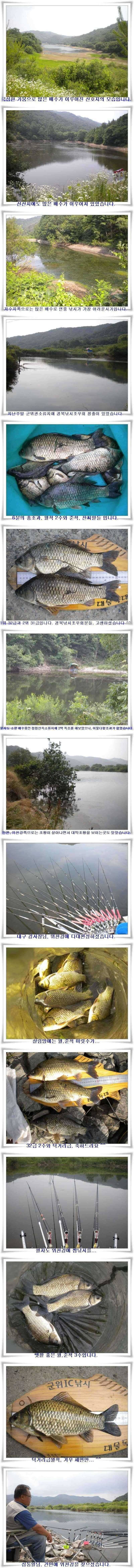 살아나는 위천강 대박조황 (조황조행기 - 특파원조황)
