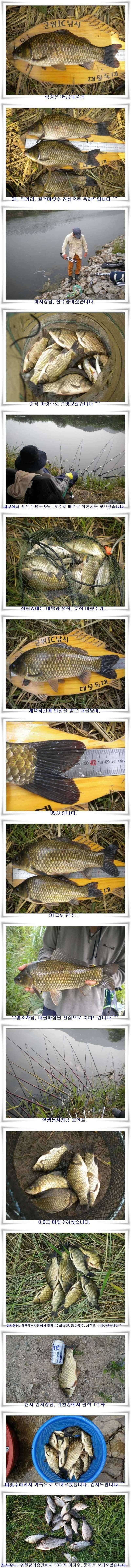 살아나는 위천강 대박조황 (조황조행기 - 특파원조황)