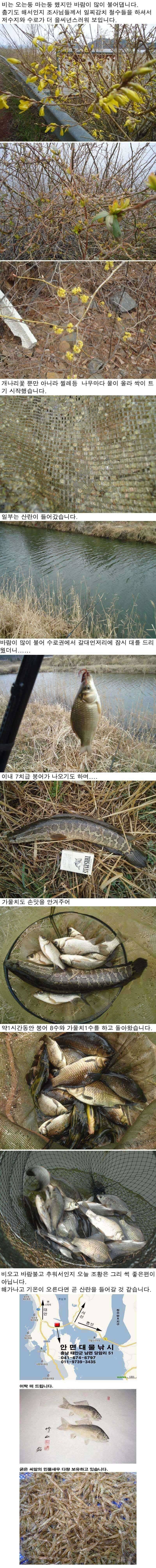 42 안면도권 저수지 및 수로 주중 조황 (조황조행기 - 특파원조황)