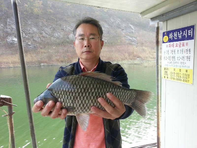 하천낚시터 4짜 급 대물붕어 소식 (조황조행기 - 특파원조황)