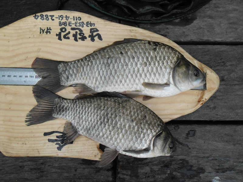 서운리 솔낚시터 소식입니다 (조황조행기 - 특파원조황)