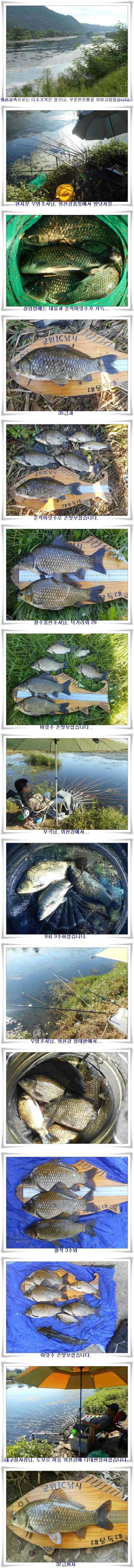 4짜와 대물월준척 마릿수 (조황조행기 - 특파원조황)