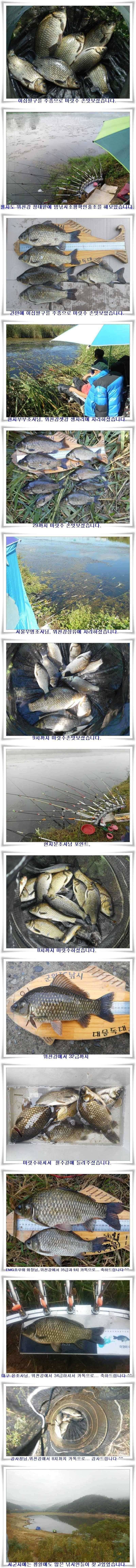 4짜와 대물월준척 마릿수 (조황조행기 - 특파원조황)