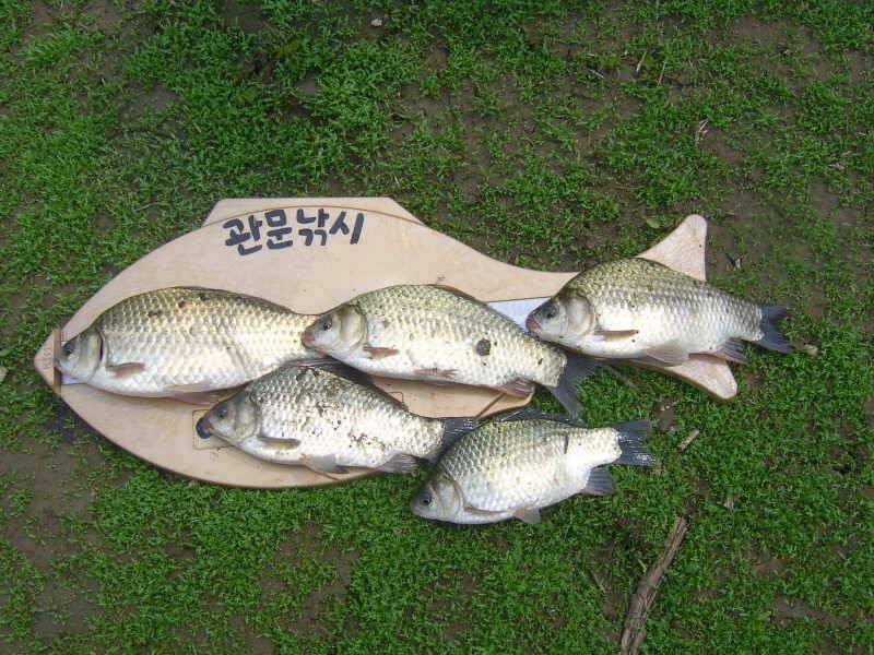 충주호 노지에서 나온 붕어모습 (조황조행기 - 특파원조황)