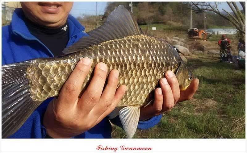 추평지 46 cm45 cm 대물 (조황조행기 - 특파원조황)