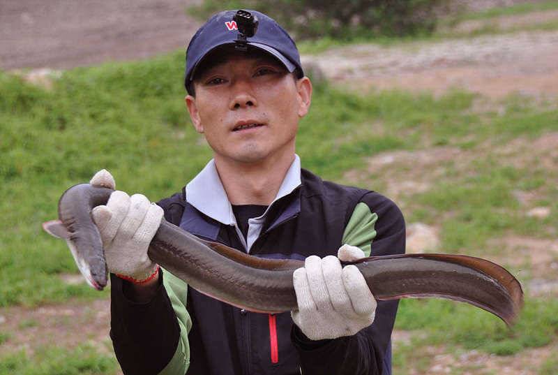 36cm 월척붕어 1kg급의 대물장어 모습 (조황조행기 - 특파원조황)