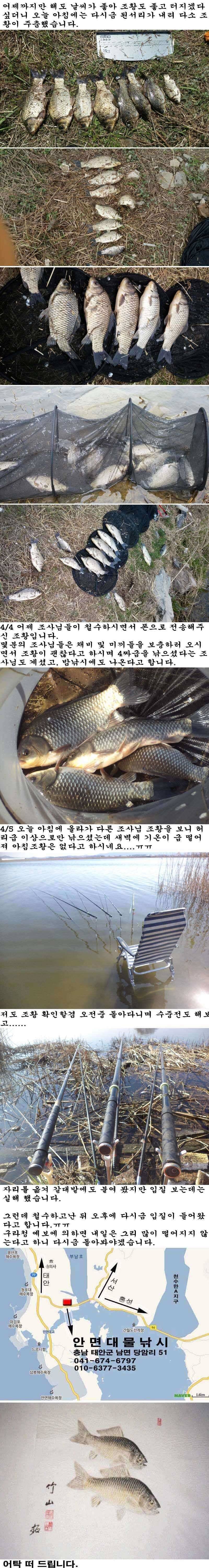 445 부남호 나만 꽝 조황 (조황조행기 - 특파원조황)
