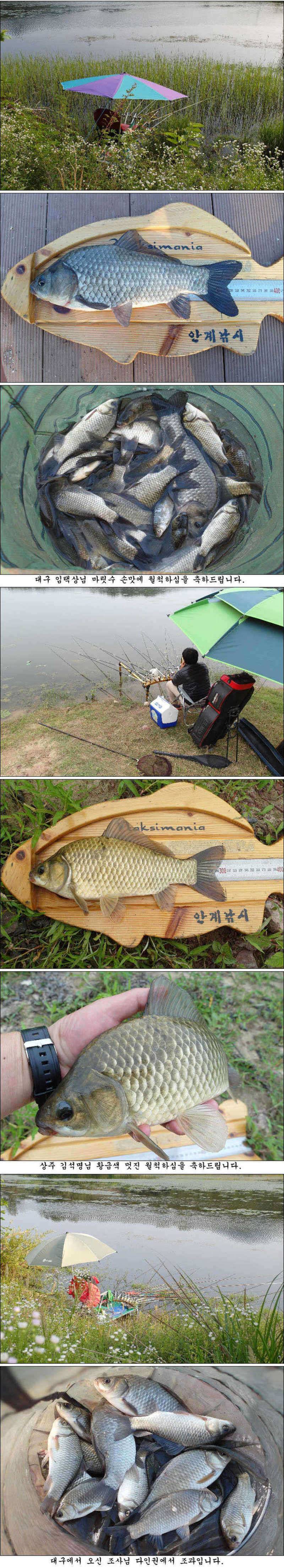 황금빛 허리급과 월척들 (조황조행기 - 특파원조황)