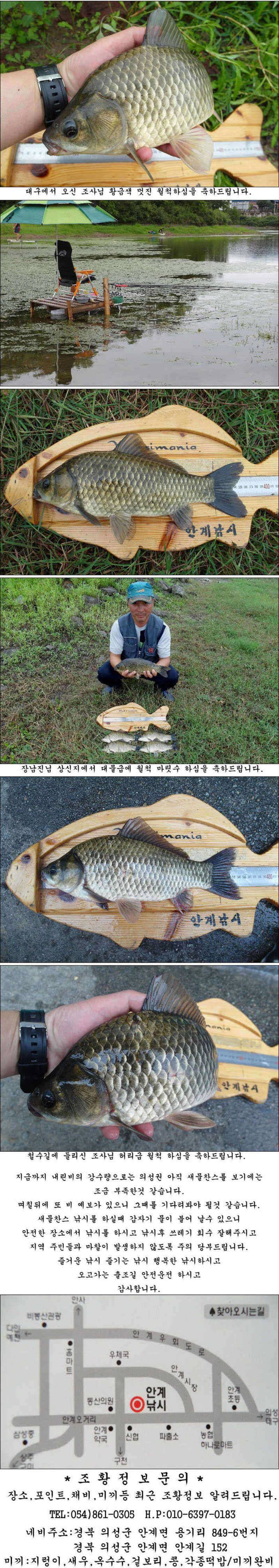 황금빛 허리급과 월척들 (조황조행기 - 특파원조황)