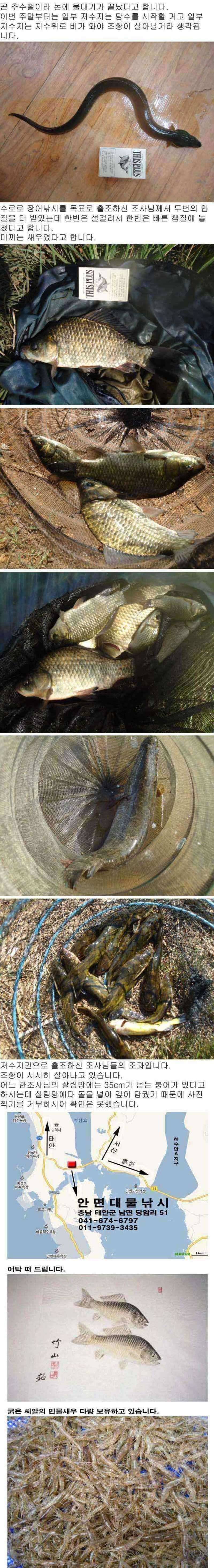 안면도권 저수지 및 수로 주중 조황 안내 (조황조행기 - 특파원조황)