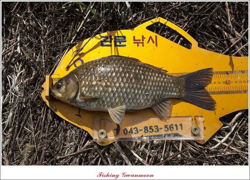 추평지 46 cm45 cm 대물 (조황조행기 - 특파원조황)