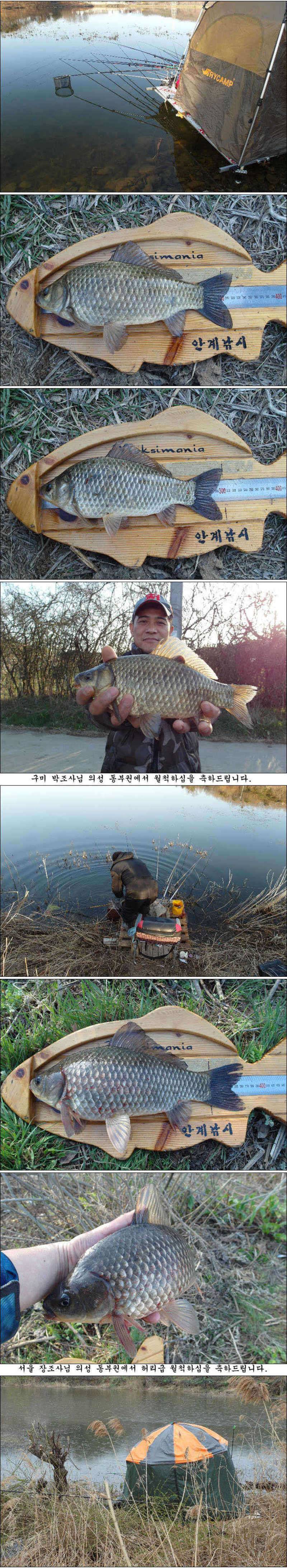계속되는 허리급월척들 조황입니다 (조황조행기 - 특파원조황)