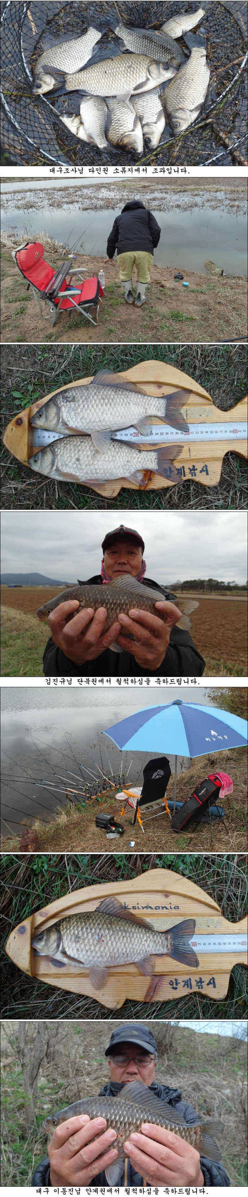 계속되는 허리급월척들 조황입니다 (조황조행기 - 특파원조황)