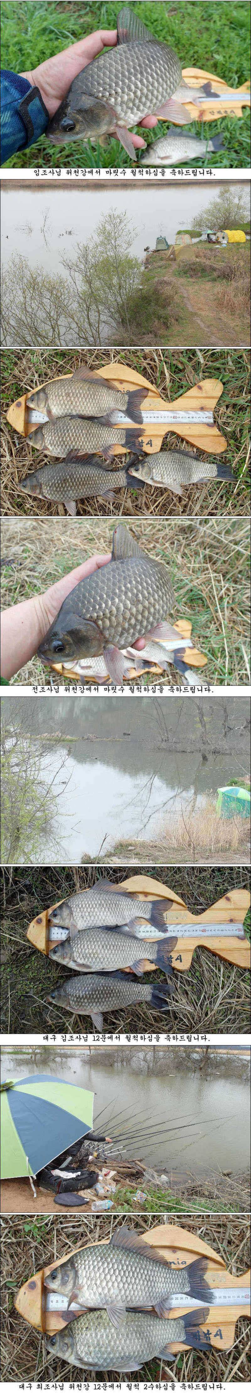 계속되는 허리급월척들 조황입니다 (조황조행기 - 특파원조황)