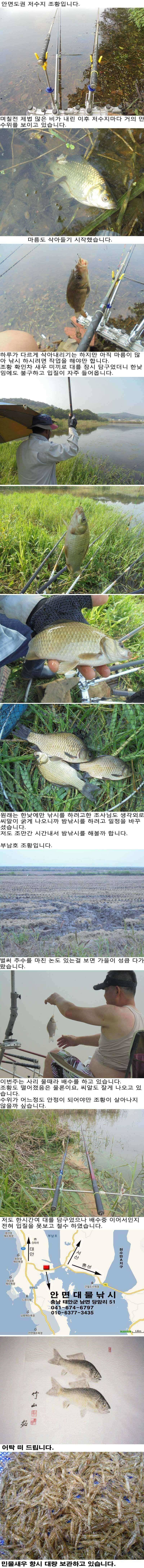 826 안면도권 저수지 및 부남호 주중 조황 (조황조행기 - 특파원조황)