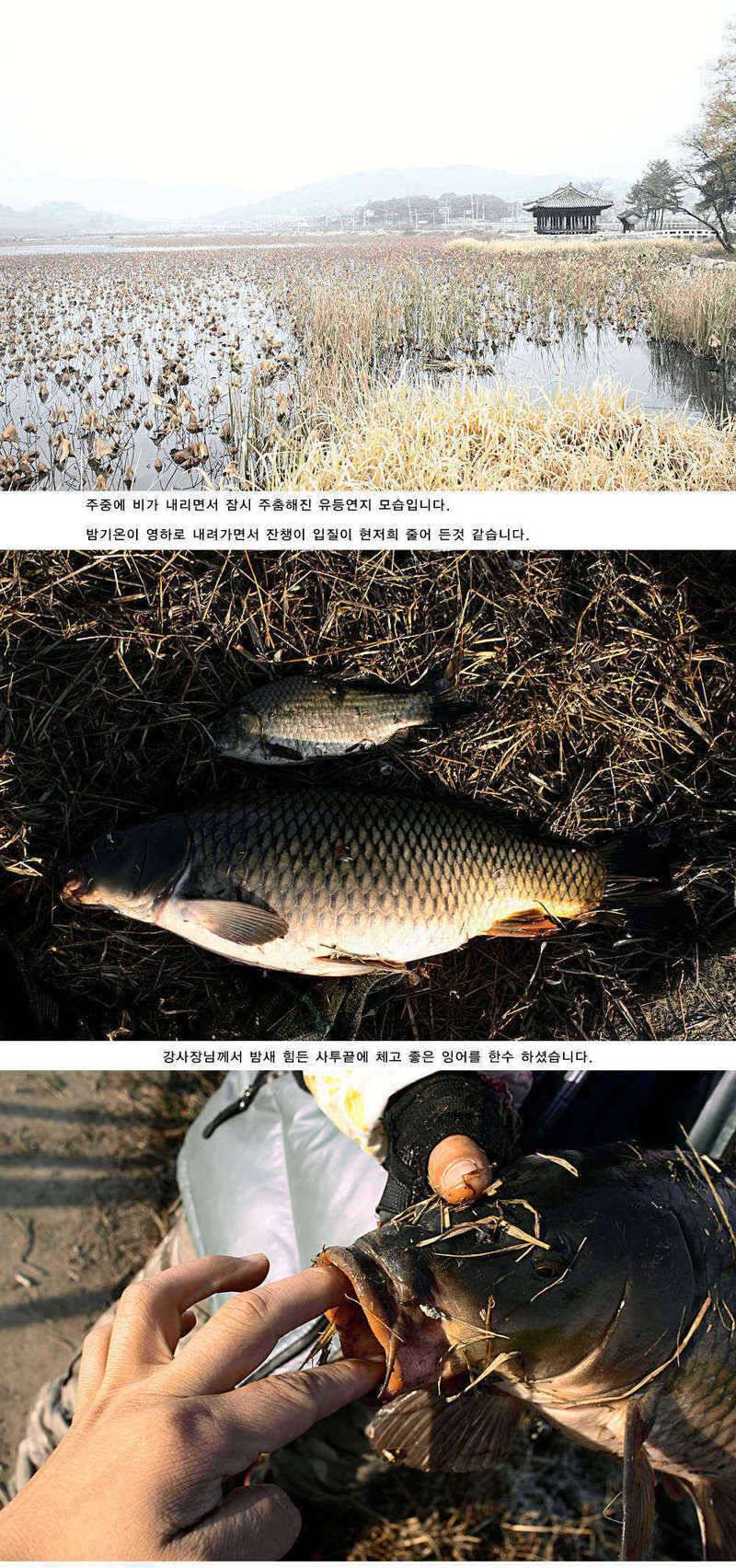 주중 청도 조황 정보입니다 (조황조행기 - 특파원조황)