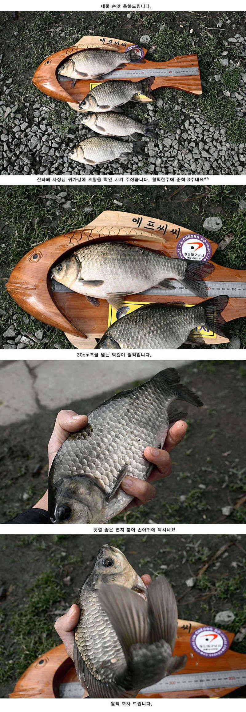 주중 청도 조황 정보입니다 (조황조행기 - 특파원조황)