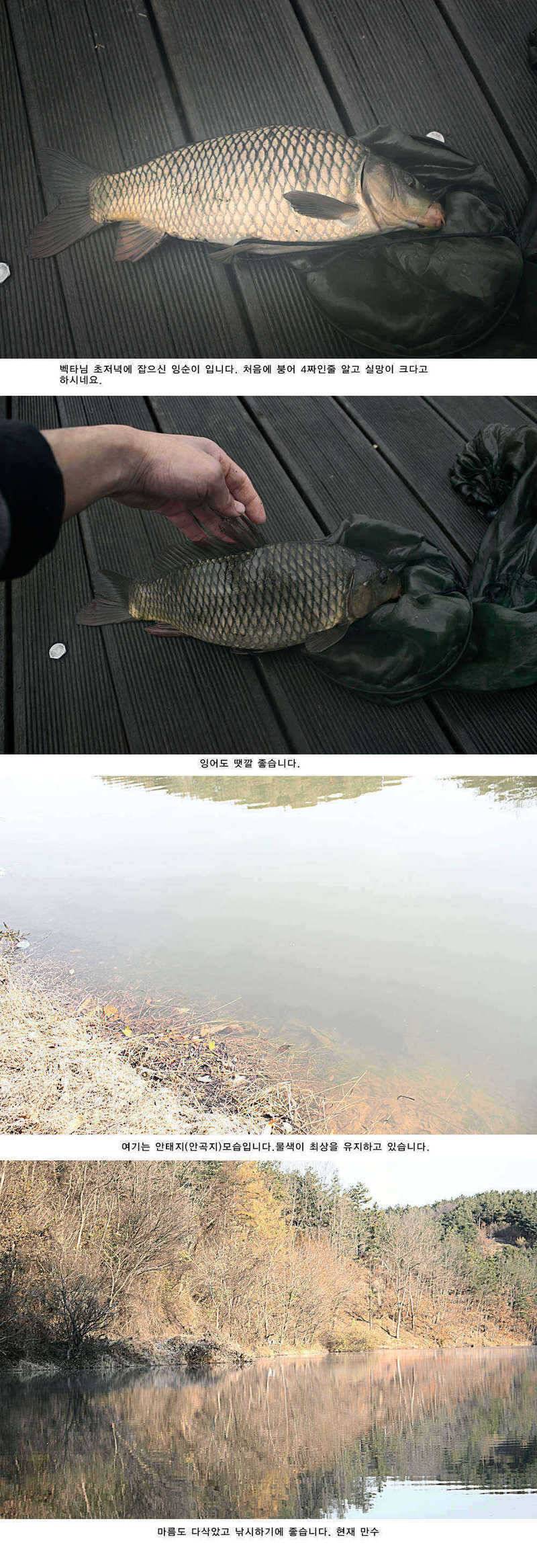 주중 청도 조황 정보입니다 (조황조행기 - 특파원조황)