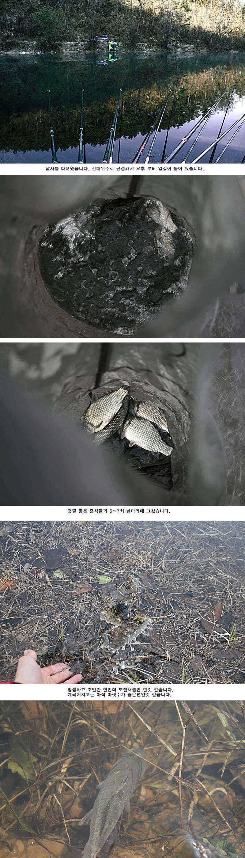 주중 청도 조황 정보입니다 (조황조행기 - 특파원조황)