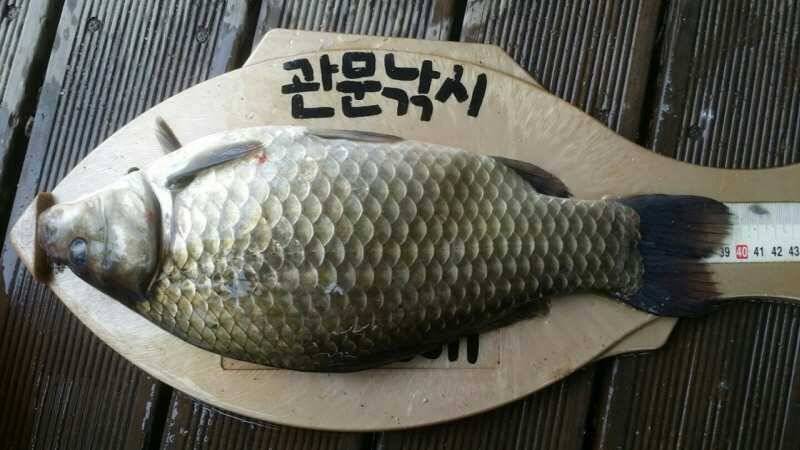 충주호 신매4짜와 병호 월척조황 (조황조행기 - 특파원조황)