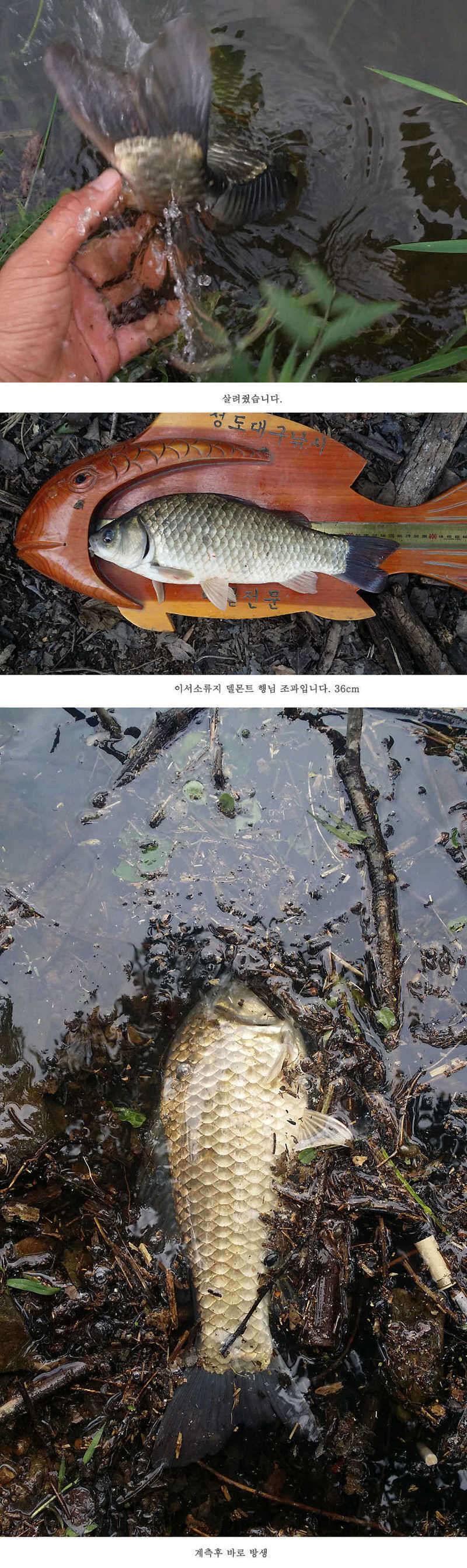 청도권 전반적으로 호조황입니다 (조황조행기 - 특파원조황)