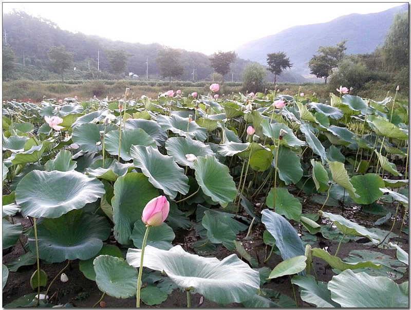 칠성지 월척충주호 노지 사진 (조황조행기 - 특파원조황)