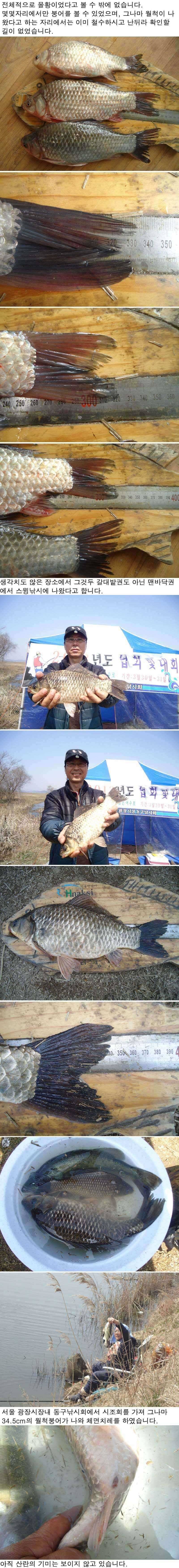 331 부남호 주말 조황 (조황조행기 - 특파원조황)
